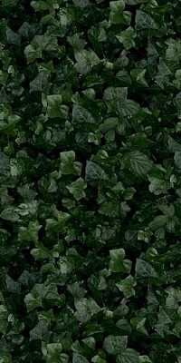 Paper Pro Jane E 50x100