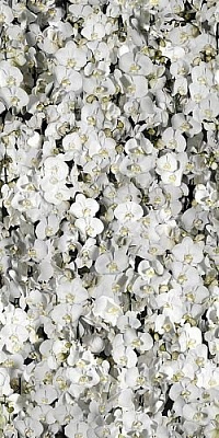 Paper Pro Eva 50x100